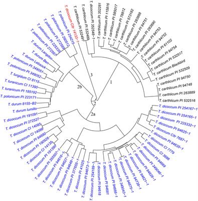 Genetic Diversity and Resistance to Fusarium Head Blight in Synthetic Hexaploid Wheat Derived From Aegilops tauschii and Diverse Triticum turgidum Subspecies